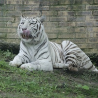 Tigre blanc @desperatecouchpotatoe